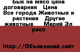 Бык на мясо цена договарная › Цена ­ 300 - Все города Животные и растения » Другие животные   . Марий Эл респ.